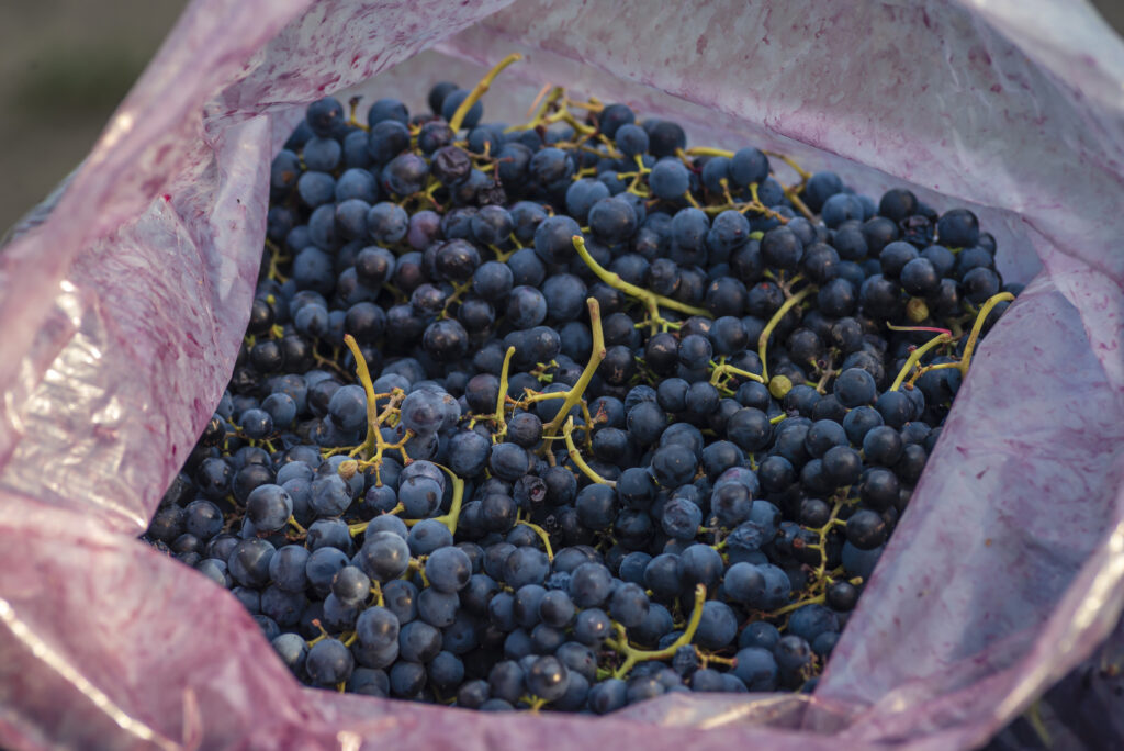 M&Q Nylon films ideal for MAP Packaging M&Q Packaging LLC